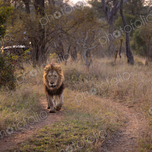A male lion, Panthera leo, walking down a road, golden light.