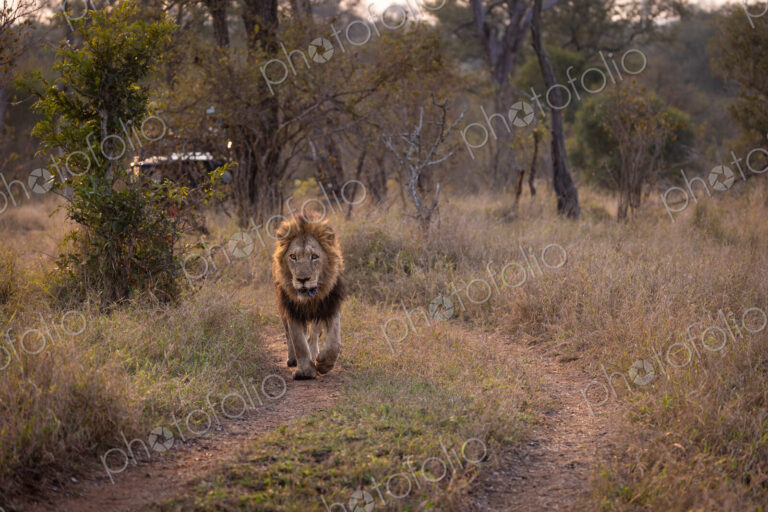 A male lion, Panthera leo, walking down a road, golden light.