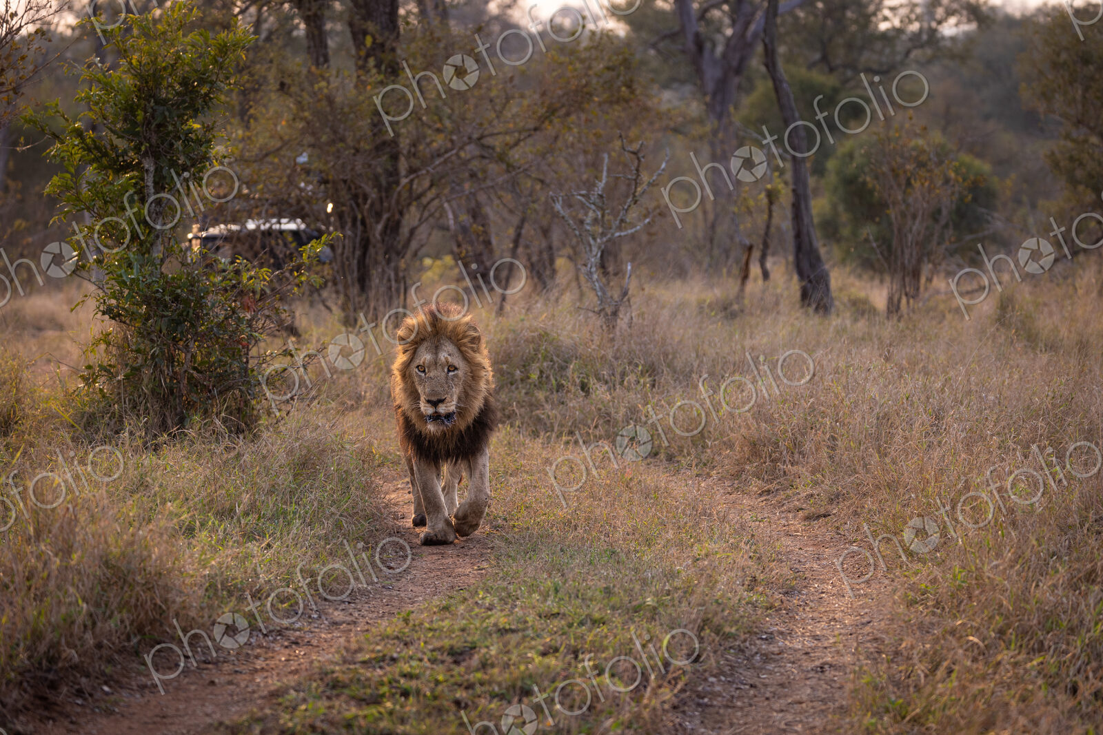 A male lion, Panthera leo, walking down a road, golden light.