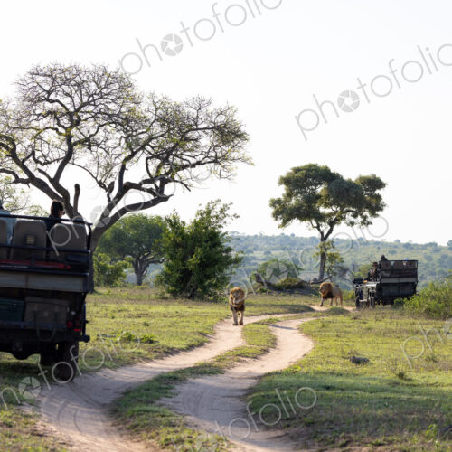 A male lion, Panthera leo, walking past a safari vehicle. A male lion, Panthera leo, walking past a safari vehicle.