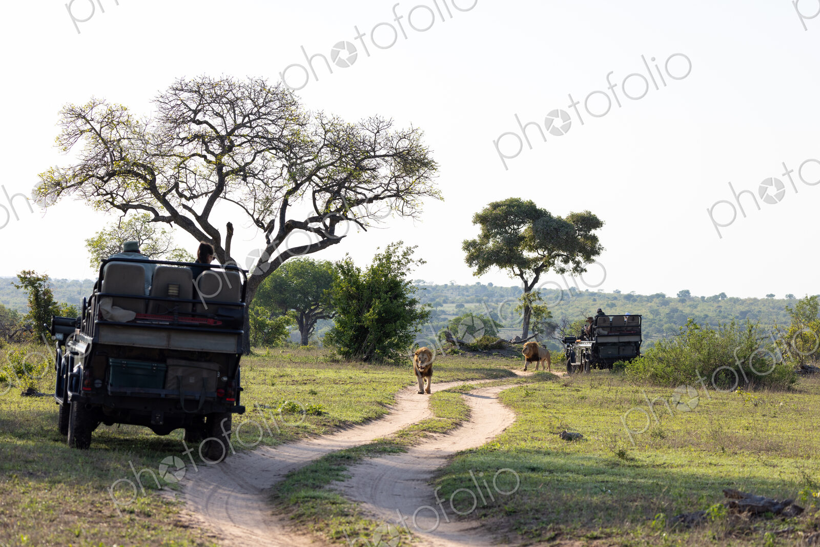 A male lion, Panthera leo, walking past a safari vehicle.