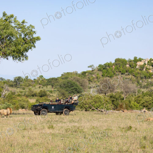 A male lion, Panthera leo, walking past a safari vehicle, wide angle. A male lion, Panthera leo, walking past a safari vehicle, wide angle.