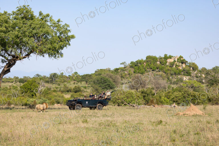 A male lion, Panthera leo, walking past a safari vehicle, wide angle.
