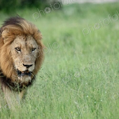 A male lion, Panthera leo, walking through grass.