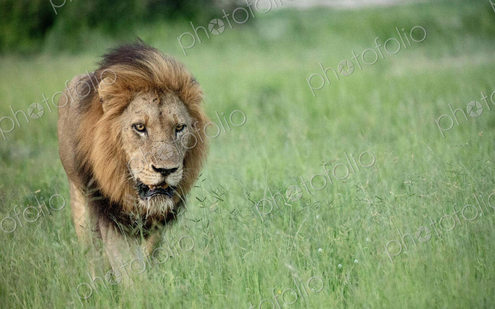 A male lion, Panthera leo, walking through grass.