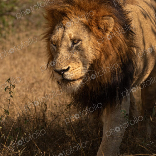 A male lion, Panthera leo, walking through grass.