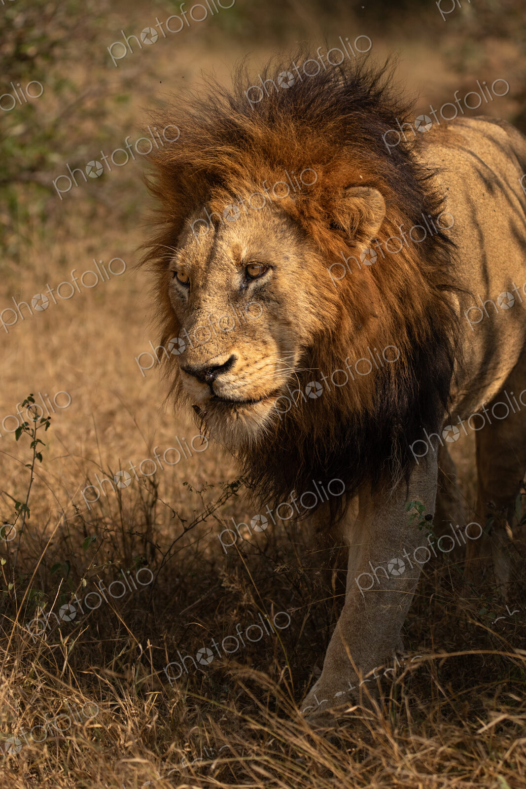A male lion, Panthera leo, walking through grass.