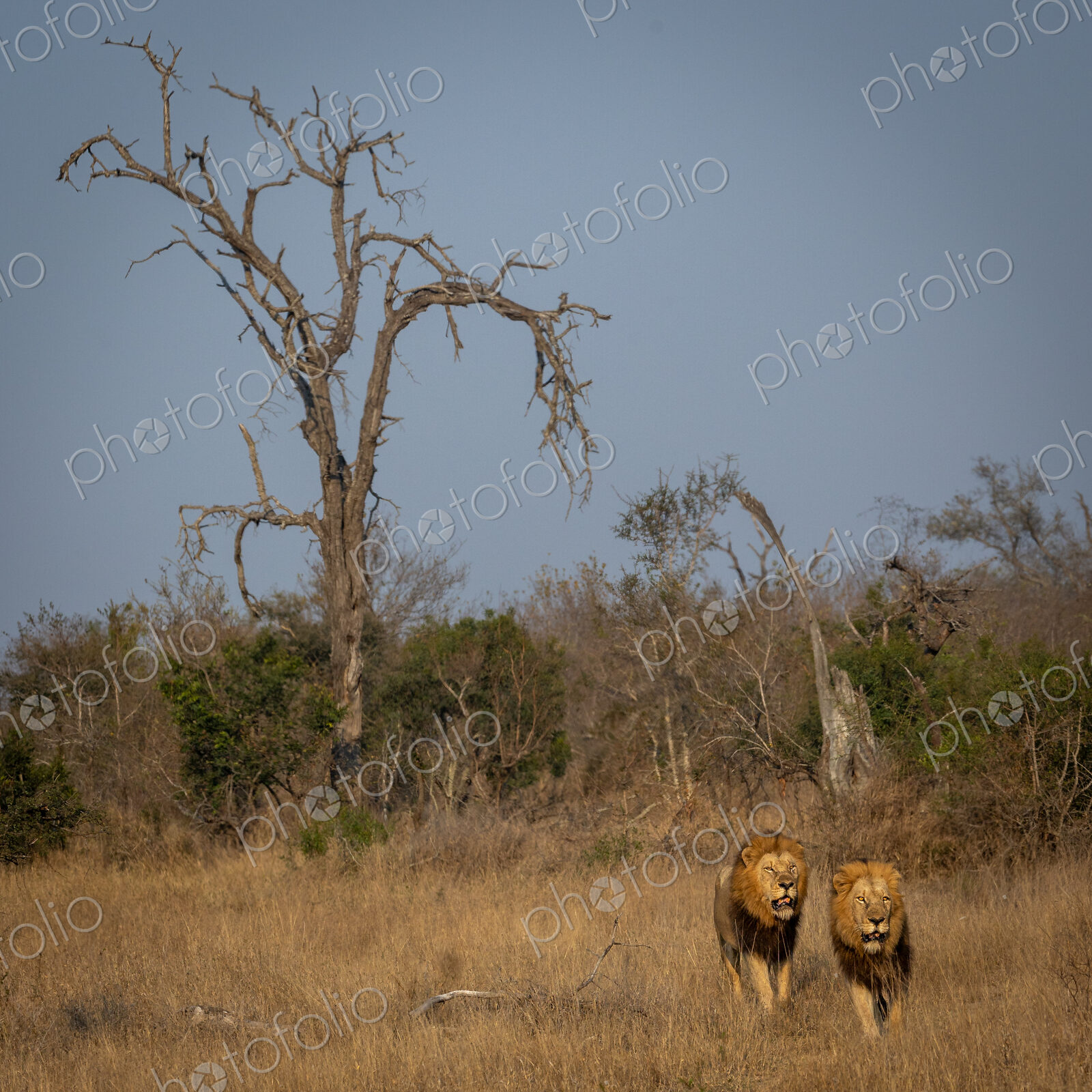 A male lion, Panthera leo, walking through grass, golden light.