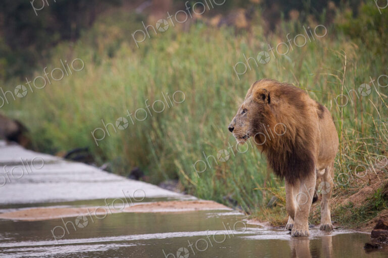 A male lion, Panthera leo, walks through shallow water of a river, looking away,…