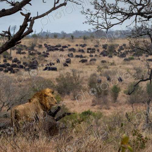 A male lion, Panthera leo, watching a herd of buffalo, wide-angle.