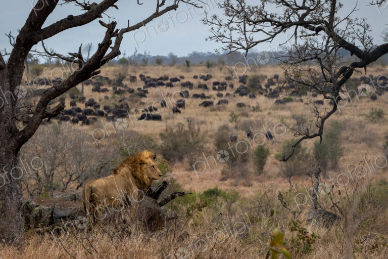 A male lion, Panthera leo, watching a herd of buffalo, wide-angle.