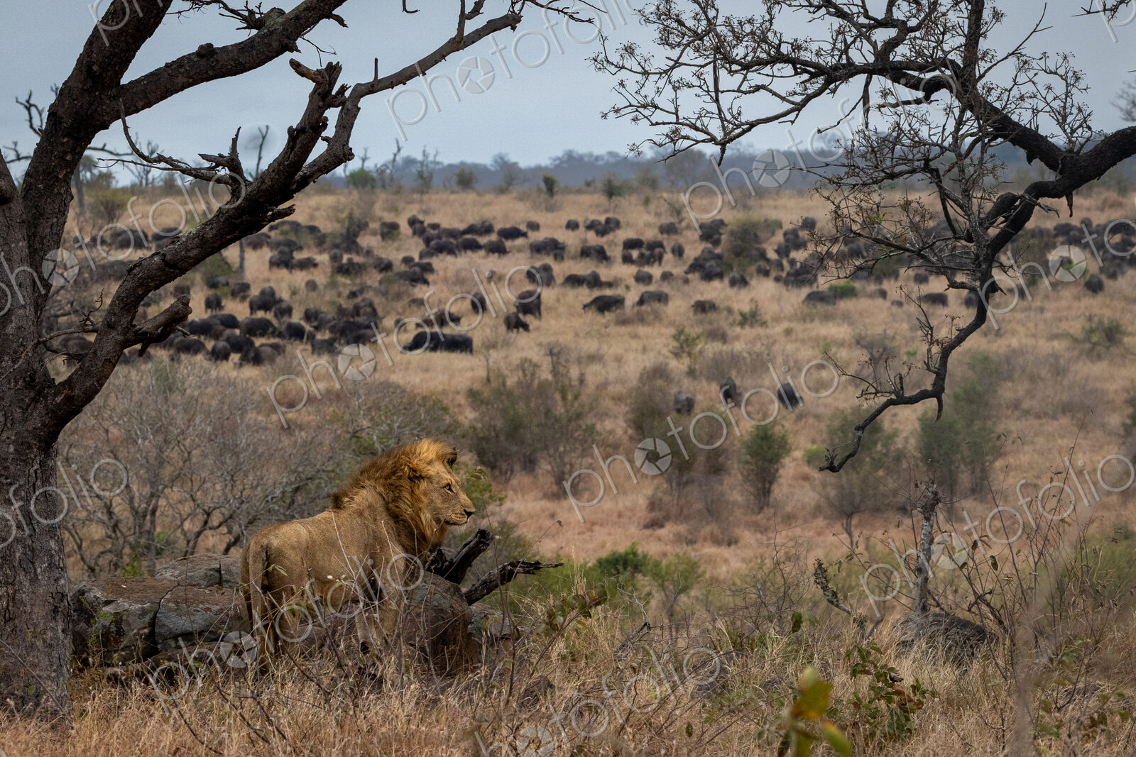 A male lion, Panthera leo, watching a herd of buffalo, wide-angle.