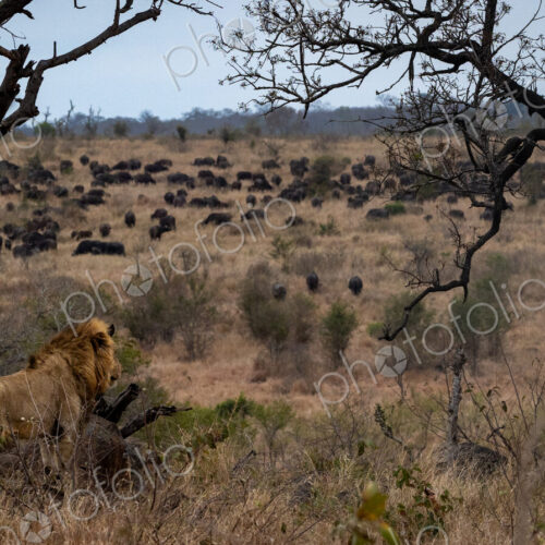 A male lion, Panthera leo, watching a herd of buffalo, wide-angle.