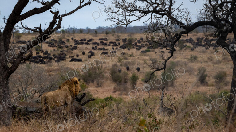 A male lion, Panthera leo, watching a herd of buffalo, wide-angle.