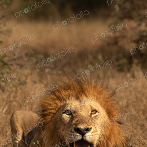 A male lion, Panthera leo, with its mouth open. A male lion, Panthera leo, with its mouth open.