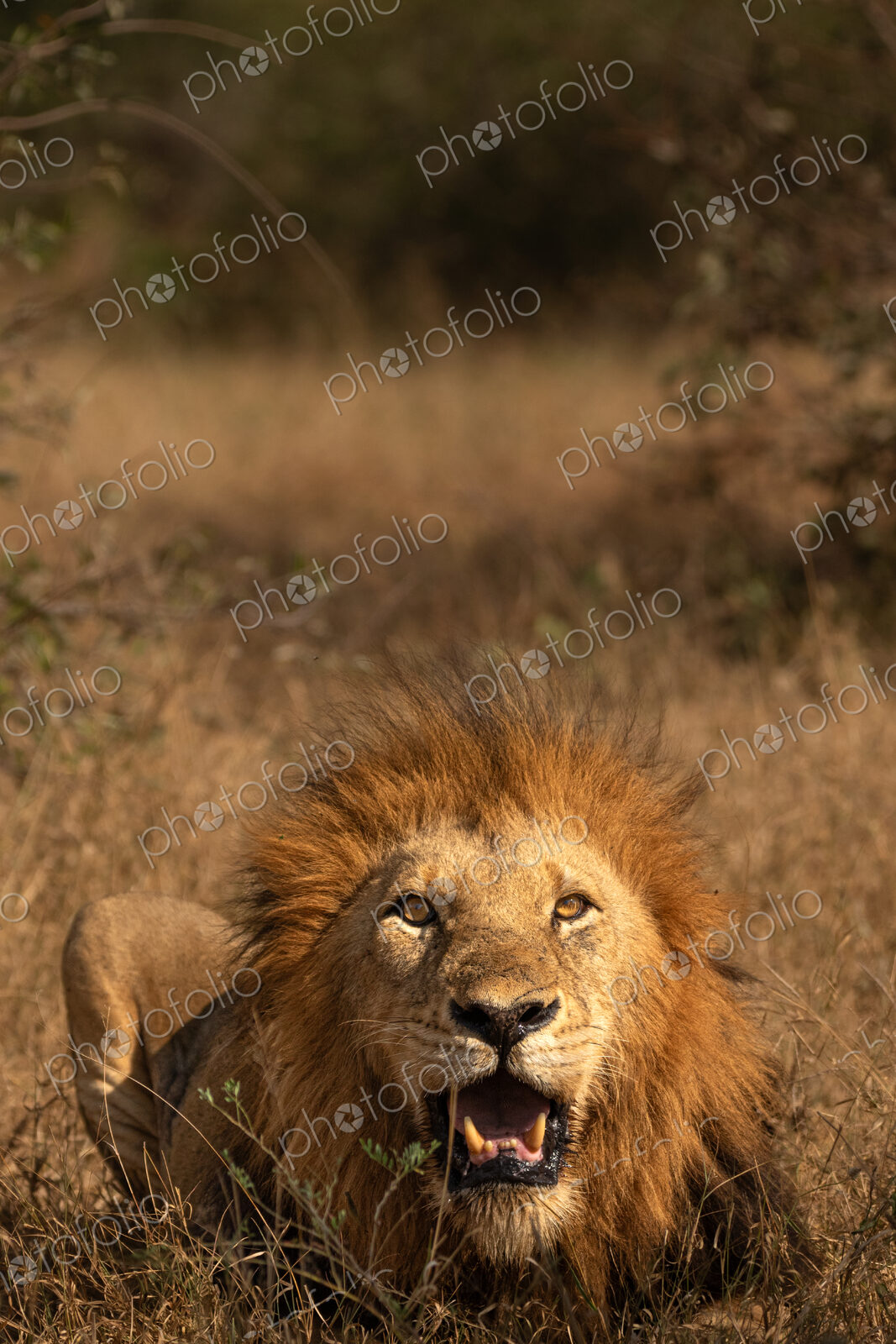 A male lion, Panthera leo, with its mouth open.