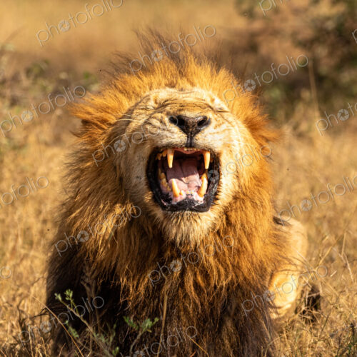 A male lion, Panthera leo, with its mouth open.