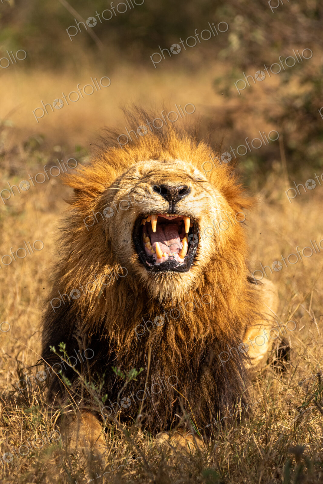 A male lion, Panthera leo, with its mouth open.