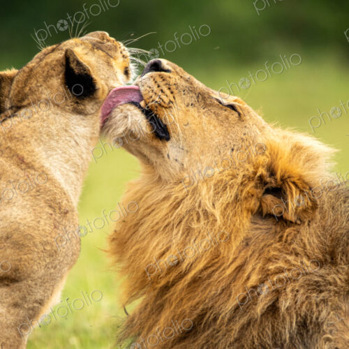 A male lion and a lioness, Panthera leo, groom each other. A male lion and a lioness, Panthera leo, groom each other.
