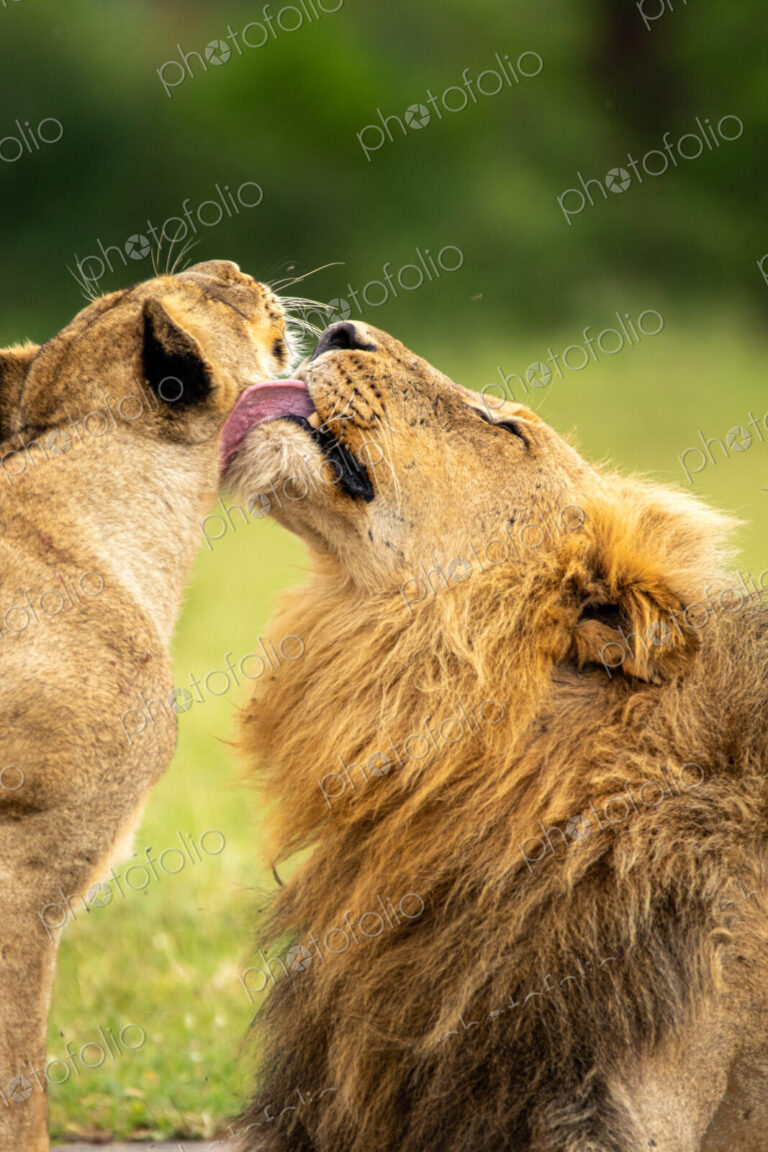A male lion and a lioness, Panthera leo, groom each other.