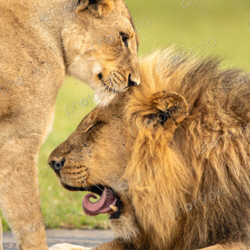 A male lion and a lioness, Panthera leo, groom each other. A male lion and a lioness, Panthera leo, groom each other.