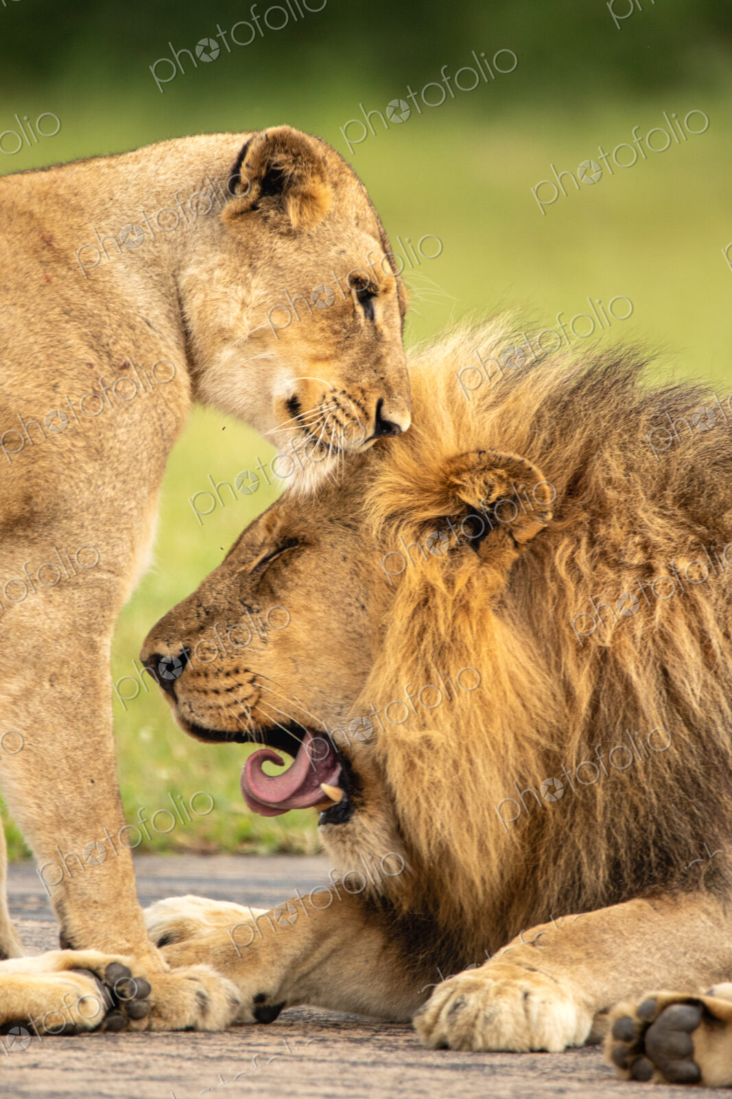 A male lion and a lioness, Panthera leo, groom each other.