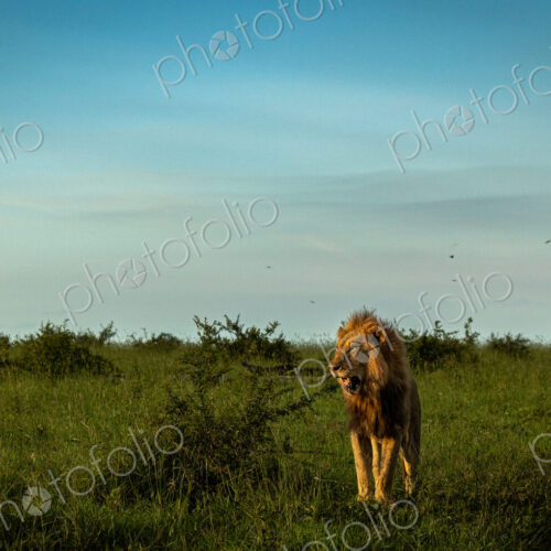 A male lion standing in grass, Panthera leo, looking out.