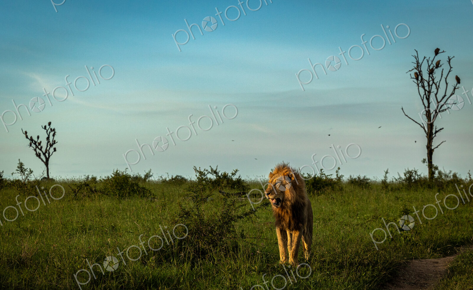 A male lion standing in grass, Panthera leo, looking out.