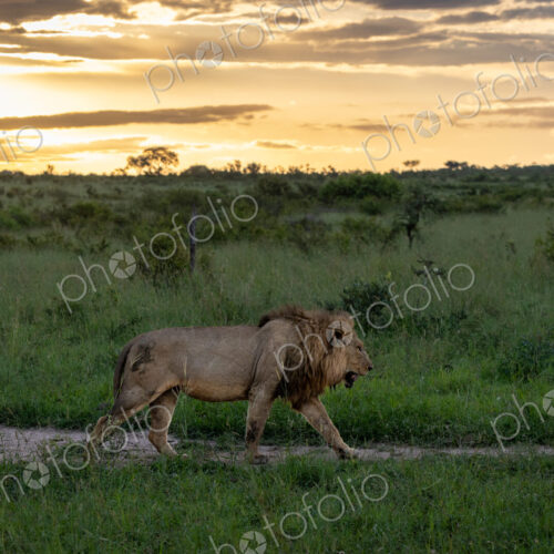 A male lion walking, Panthera leo, backlit. A male lion walking, Panthera leo, backlit.
