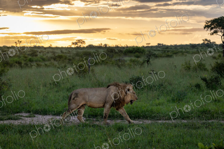 A male lion walking, Panthera leo, backlit.