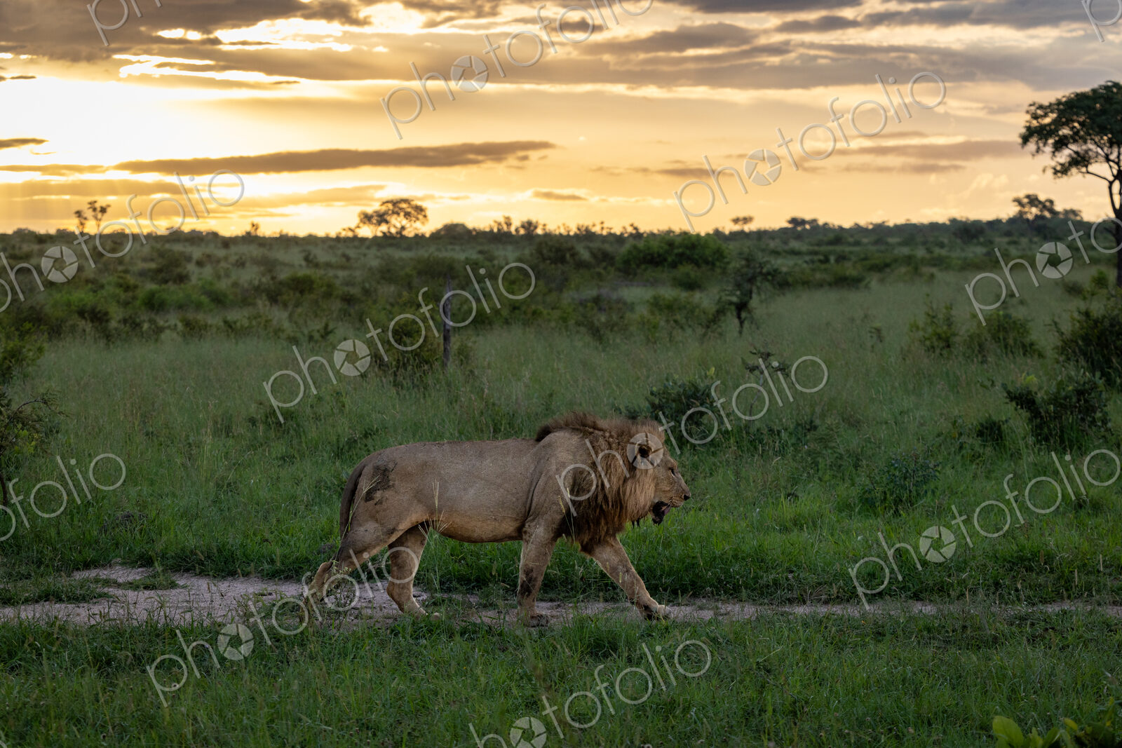 A male lion walking, Panthera leo, backlit.