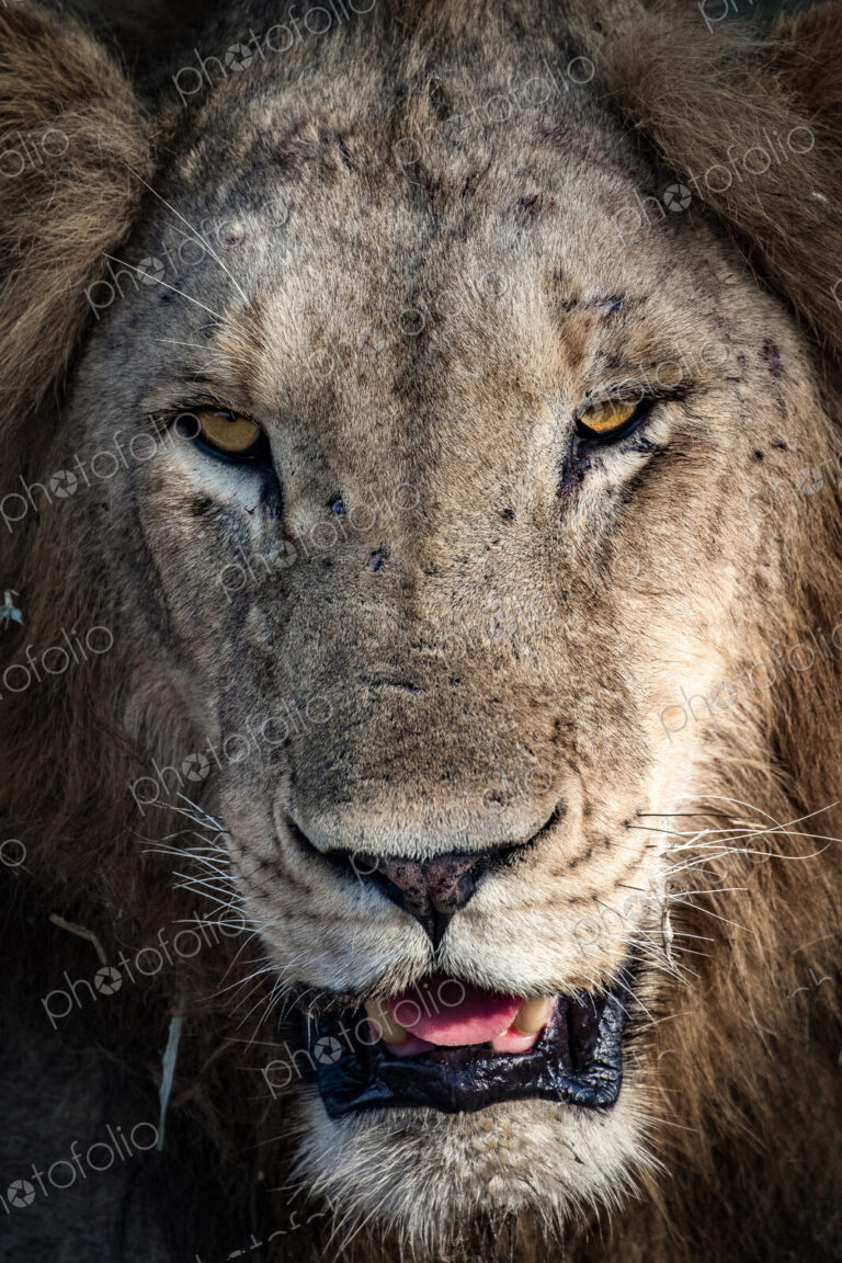 A male lion's head, Panthera leo, scarred nose, looking away, with yellow eyes,…