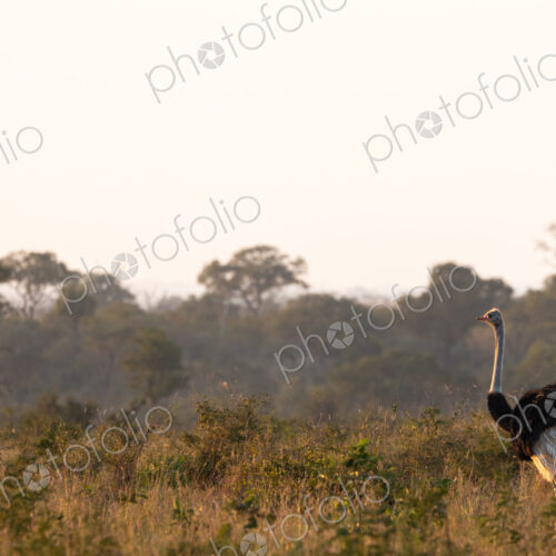 A male ostrich, Struthio camelus, walking through grass. A male ostrich, Struthio camelus, walking through grass.