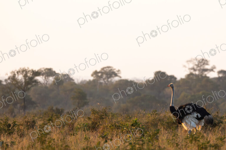 A male ostrich, Struthio camelus, walking through grass.