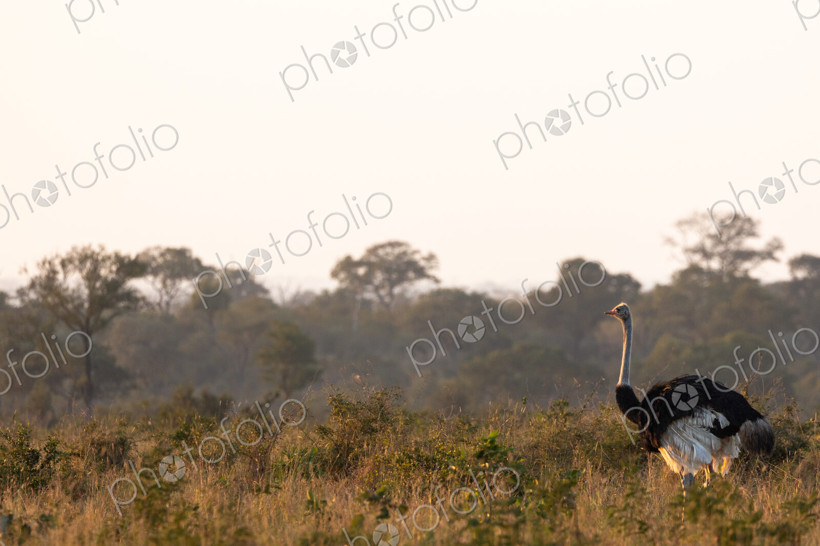 A male ostrich, Struthio camelus, walking through grass.