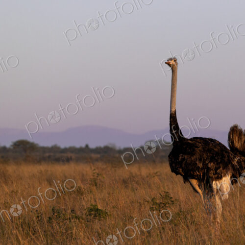 A male ostrich, Struthio camelus, walking through grass. A male ostrich, Struthio camelus, walking through grass.