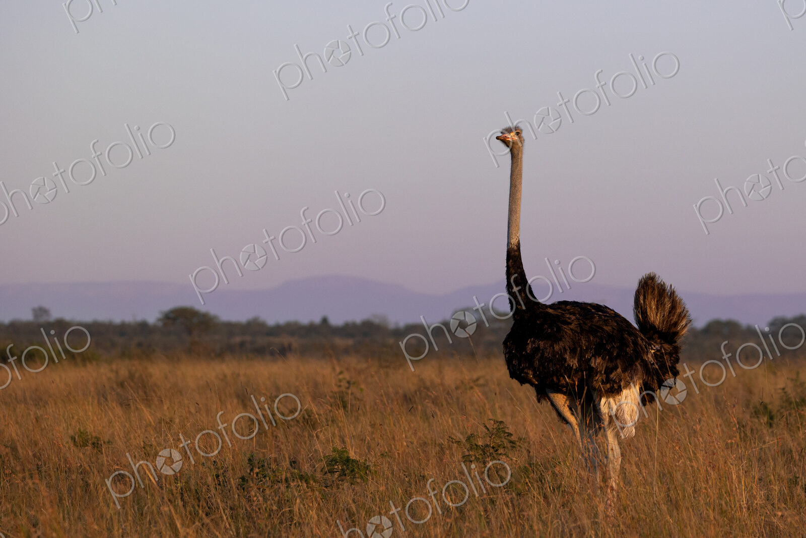 A male ostrich, Struthio camelus, walking through grass.