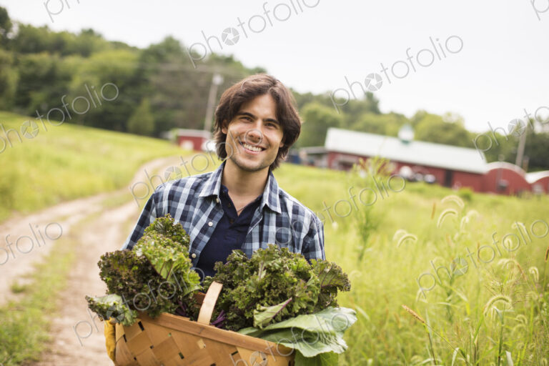 A man carrying a basket full of fresh picked organic vegetables, working on an organic…