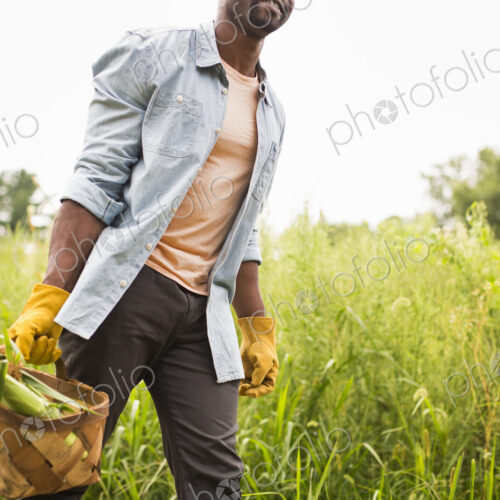 A man carrying a basket full of fresh picked organic vegetables, working on an organic… A man carrying a basket full of fresh picked organic vegetables, working on an organic…