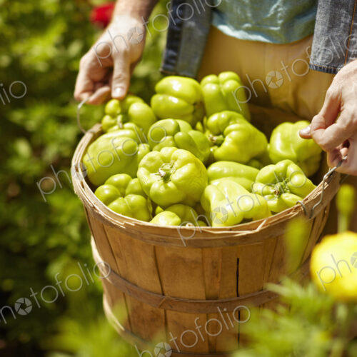 A man carrying a full basket of green bell peppers. A man carrying a full basket of green bell peppers.