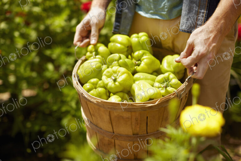 A man carrying a full basket of green bell peppers.