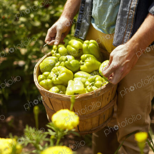 A man carrying a full basket of green bell peppers. A man carrying a full basket of green bell peppers.