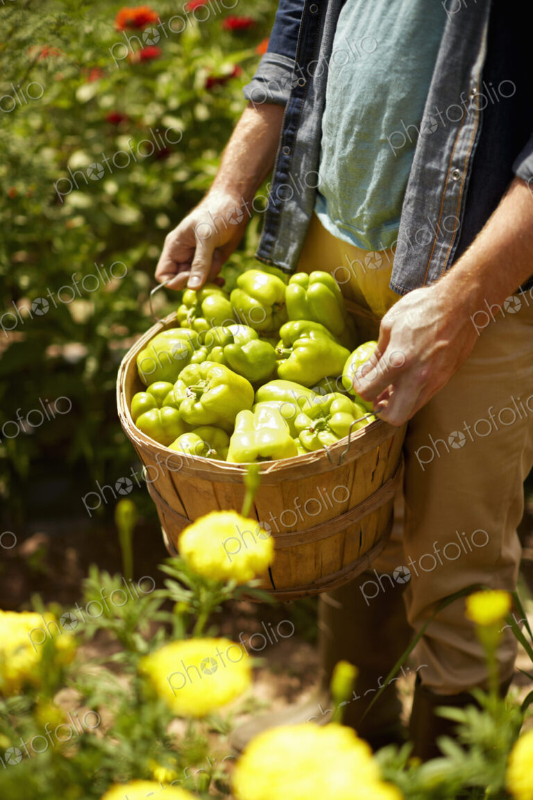 A man carrying a full basket of green bell peppers.