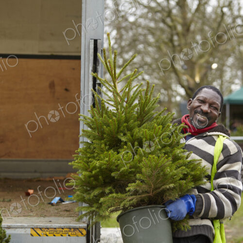 A man carrying a pine tree at a garden centre, a Christmas tree. A man carrying a pine tree at a garden centre, a Christmas tree.