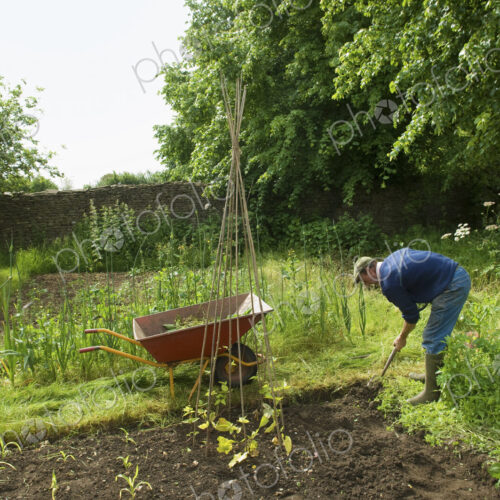 A man digging his vegetable garden, and planting young plants.