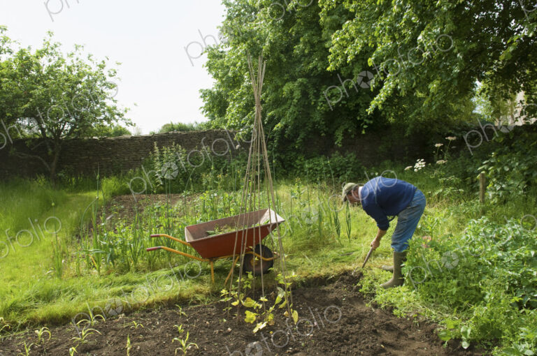 A man digging his vegetable garden, and planting young plants.