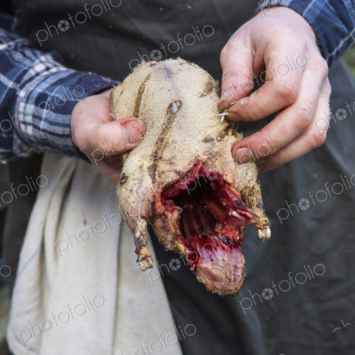 A man hilding a game bird carcass and removing the quills from the plucked skin. A man hilding a game bird carcass and removing the quills from the plucked skin.
