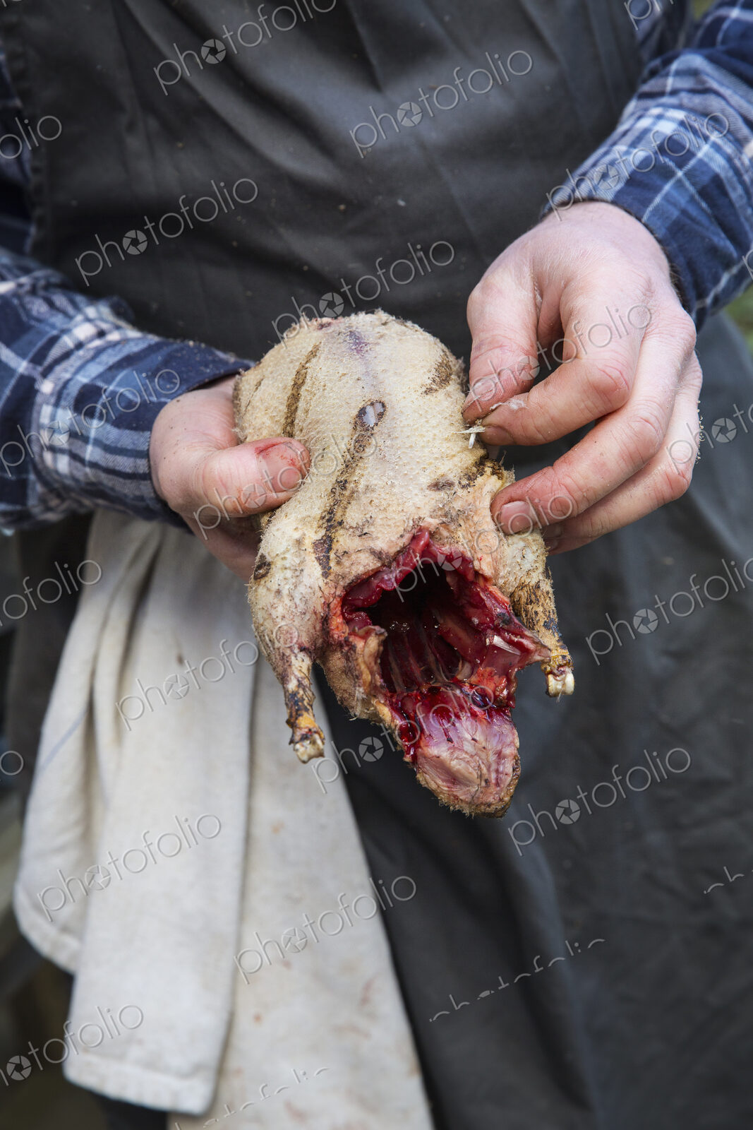A man holding a game bird carcass and removing the quills from the plucked skin.