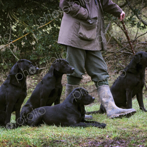 A man holding a beater's stick with four black labrador gundogs, out on a shoot.