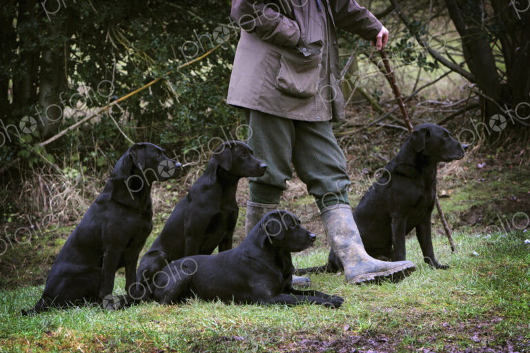 A man holding a beater's stick with four black labrador gundogs, out on a shoot.